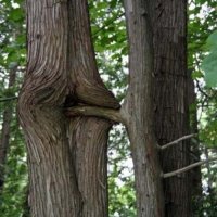 erotic-trees-1.jpg